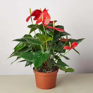 Anthurium Red Plant (Flamingo Lily, Painter’s Palette, Flamingo Flower, Tailflower)